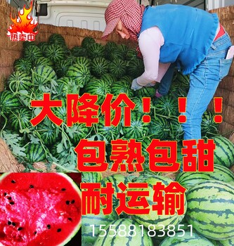 中国西瓜批发产地 甜王西瓜多少钱一斤 西瓜品种有哪些