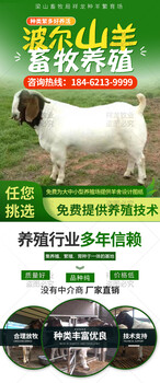波尔山羊肉羊产肉量高养殖周期短实力场家养殖批发