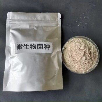 城市污水硝化菌種除總氮氨氮菌種COD菌劑微生物復(fù)合菌