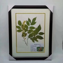 植物中药标本蜡叶标本包埋标本农林医学院校展览馆常规标本