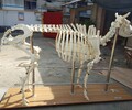 家禽家畜動物塑化標本館陳列畜牧獸醫學院實訓室建設教學用品定制