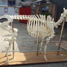 家禽家畜动物塑化标本馆陈列畜牧兽医学院实训室建设教学用品定制