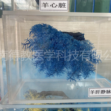 河南德教生物教学切片动物病理切片畜牧兽医实训室用品