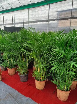 南寧匯成園藝五象廣場周邊綠植出租綠植租賃護理