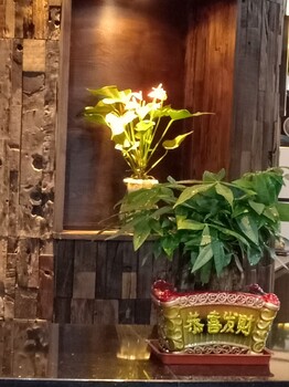 南寧匯成園藝室內(nèi)綠植基地直批出租養(yǎng)護(hù)送貨上門
