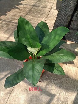 南寧匯成園藝室內(nèi)綠植基地直批出租養(yǎng)護(hù)送貨上門