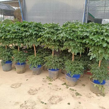 南寧匯成園藝室內(nèi)綠植基地直批出租養(yǎng)護(hù)送貨上門