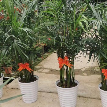 南寧江南區附近花卉綠植批發(fā)租擺養護