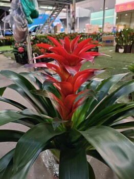 南寧邕寧區(qū)A匯成園藝室內(nèi)綠植租賃長期短期綠植出租