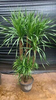 南寧匯成園藝室內(nèi)綠植基地直批出租養(yǎng)護(hù)送貨上門