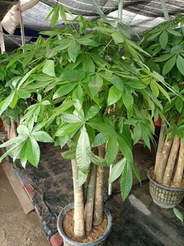 南寧匯成園藝室內(nèi)綠植基地直批出租養(yǎng)護(hù)送貨上門