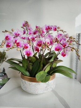 南寧邕寧區(qū)A匯成園藝室內(nèi)綠植租賃長期短期綠植出租