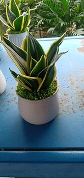 南寧江南區附近花卉綠植批發(fā)租擺養護