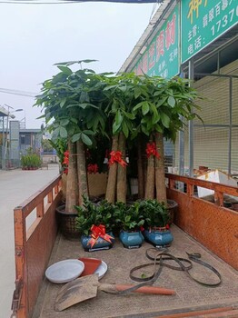 南宁五象广场附近室内绿植租摆养护找汇成园艺