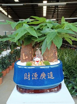 南寧匯成園藝綠植租擺綠植批發假花卉假綠植