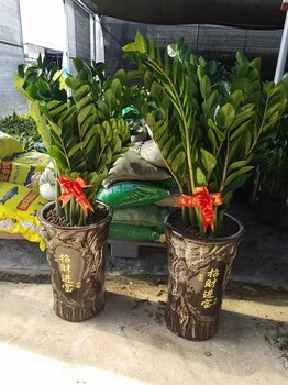 南寧江南區(qū)萬達(dá)附近哪里有室內(nèi)綠植租擺維護(hù)