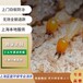 上海杨浦区家庭上门抓鼠除虫灭鼠灭蟑螂灭白蚁除螨虫服务