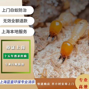 上海灭白蚁热线上海白蚁防治中心电话白蚁防治除虫灭鼠