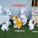 兔子 (2)