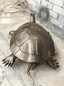 户外铜乌龟雕塑生产-镜面效果选定-现代铜乌龟雕塑景观