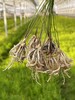 唐山康愛草1號什么季節種植,紫蘆筍苗批發蘆筍幾月份種植