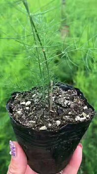 供應(yīng)康愛草6號(hào)F1蘆筍種子