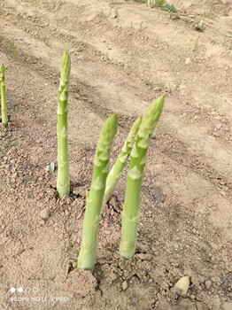 临沂康爱草1号F1芦笋苗批发零售,白芦笋苗育苗基地