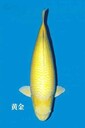 廣州番禺魚池清洗消毒，錦鯉魚池清洗換水，上門100元/次