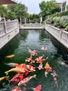 廣州錦鯉魚池水不清，水發綠，水發臭，處理電話