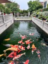 廣州錦鯉魚池水不清，水發(fā)綠，水發(fā)臭，免費(fèi)咨詢電話
