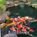 廣州魚池維修電話，魚池水泵維修，魚池過濾維修