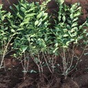 耐寒植物水蠟批發(fā)、江蘇水蠟苗回饋老客戶(hù)、一個(gè)電話(huà)送到家