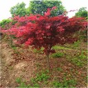 江蘇紅楓基地、4公分中國紅楓不僅便宜成活率還高、你看