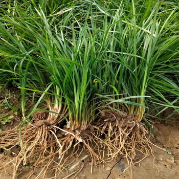 天津绿化麦冬草从这里买、南开区中叶细叶麦冬不仅便宜还好活
