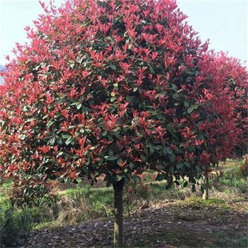 2023年6公分紅葉石楠樹價格、江蘇高桿紅葉石楠樹基地新調(diào)整