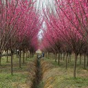 湖南有賣(mài)紅梅樹(shù)（梅花）、湖南岳陽(yáng)氣候適合種植紅梅樹(shù)