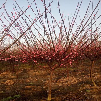 全國較大的紅梅樹批發(fā)基地在這里、沒有中間商買家少花錢