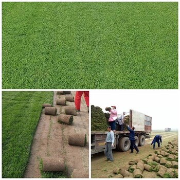 混播草坪特點-冷季型草坪與暖季型草坪能不能混播？為什么？
