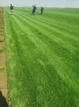 山西省运城市绿化草坪草皮铺设速度快效果明显混播四季青草坪