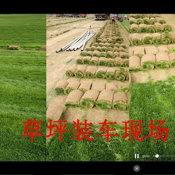 武城草坪慶云草坪平原草坪夏津草坪