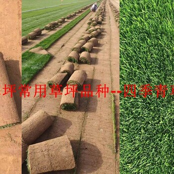 供應(yīng)河南（鳳泉草坪-衛(wèi)輝草坪-輝縣草坪-新鄉(xiāng)草坪-四季青草皮）