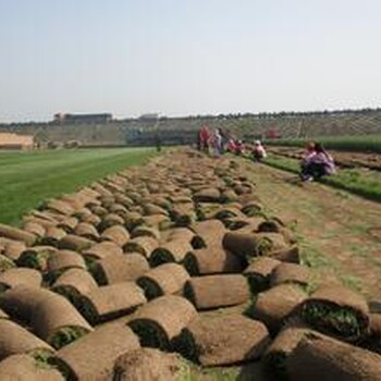 供应天津地区各种草皮铺设及草坪种植养护