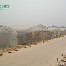 河南綠聯(lián)單體拱棚圖片