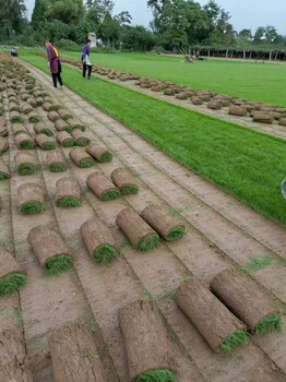 陕西草坪基地—周至混播草坪、高羊茅、早熟禾、百慕大草坪批发