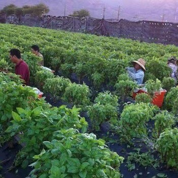 内蒙古赤峰急招爱尔兰农场出国打工年薪40万种植工卡车司机