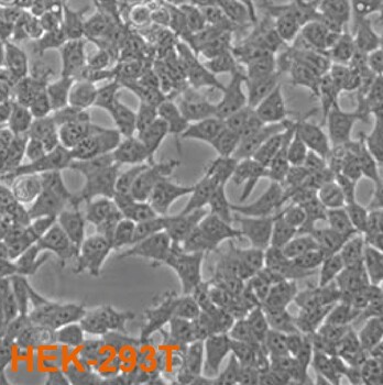 293T，HEK-293T，人胚肾细胞