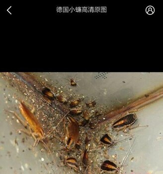 大邑酒店滅鼠公司滅蟑螂公司消殺滅蟲害