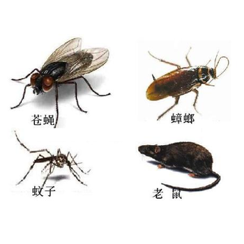 廣漢本地滅白蟻公司滅飛螞蟻公司