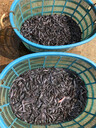 河南魚(yú)苗鯰魚(yú)苗培育基地銷(xiāo)售鯰魚(yú)苗包成活養(yǎng)殖技術(shù)