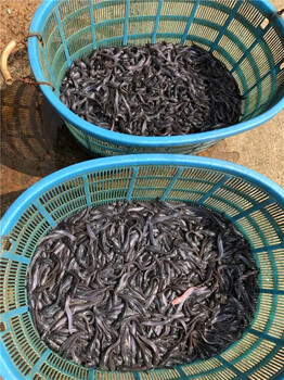 河南郑州泥鳅苗供应商批发台鳅孵化基地送货到家